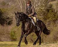 friesian