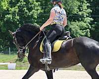 all-around-friesian-horse