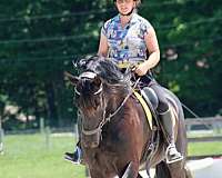 kick-ride-friesian-horse