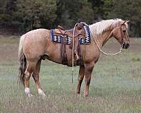 all-around-quarter-horse