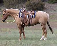 experienced-quarter-horse