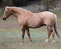 flashy-quarter-horse