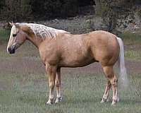 athletic-quarter-horse