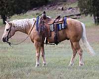 experienced-quarter-horse