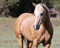 flashy-quarter-horse