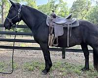 percheron-horse-for-sale