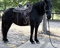 percheron-horse