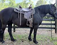 percheron-mare
