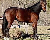 bay-standardbred-mare