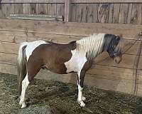 pinto-apha-pony