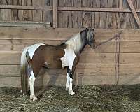 11-hand-hackney-gelding
