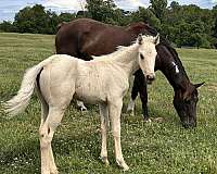 color-me-boon-paint-horse