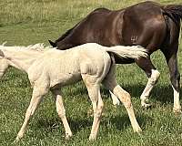 q-ton-of-gold-paint-horse
