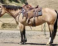 athletic-quarter-horse