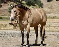beginner-quarter-horse