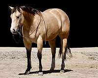 calf-roping-quarter-horse