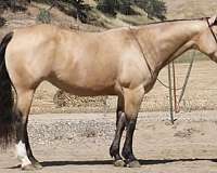 husband-safe-quarter-horse