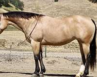 kid-safe-quarter-horse