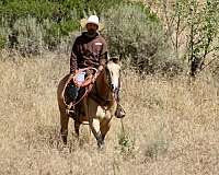 performance-quarter-horse