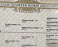 ranch-quarter-horse