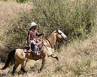 ranch-versatility-quarter-horse