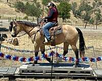 ranch-work-quarter-horse