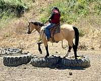 ridden-western-quarter-horse