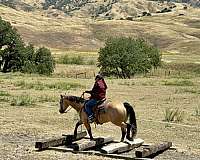 roping-quarter-horse