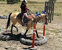 trail-quarter-horse