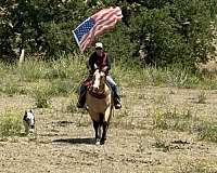 trail-riding-quarter-horse