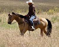 western-riding-quarter-horse