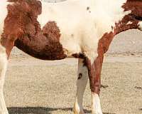 tovero-horse