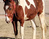 bay-tovero-horse
