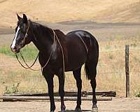 athletic-quarter-horse