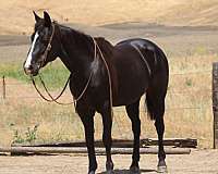 beginner-quarter-horse