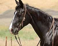 calf-roping-quarter-horse