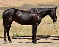 endurance-quarter-horse