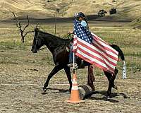 kid-safe-quarter-horse