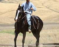 husband-safe-quarter-horse