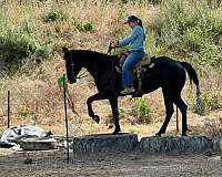 performance-quarter-horse