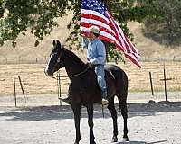 ranch-quarter-horse