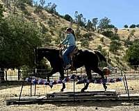 ranch-versatility-quarter-horse