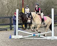 adult-fjord-horse