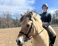 bathes-fjord-horse