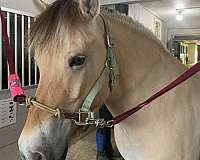ability-fjord-horse