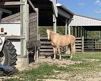 palomino-blazed-face-one-white-sock-horse
