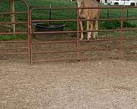 palomino-therapy-horse