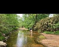 all-around-tennessee-walking-horse