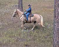 anyone-tennessee-walking-horse