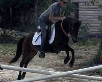 welsh-pony-gelding